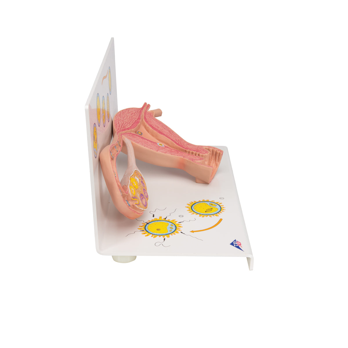 Educational model showing ovulation, fertilization and implantation in the uterus