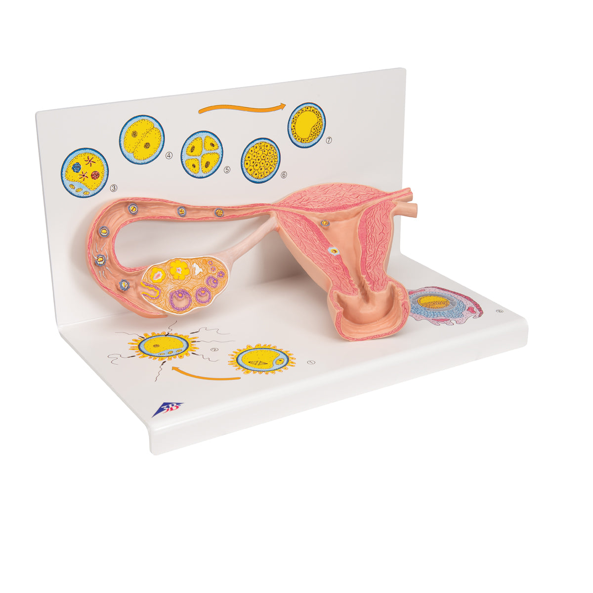 Utbildningsmodell som visar ägglossning, befruktning och implantation i livmodern