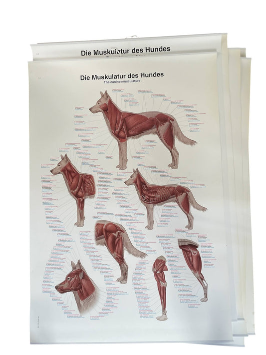 Poster with the dog's muscles in Latin, English and German