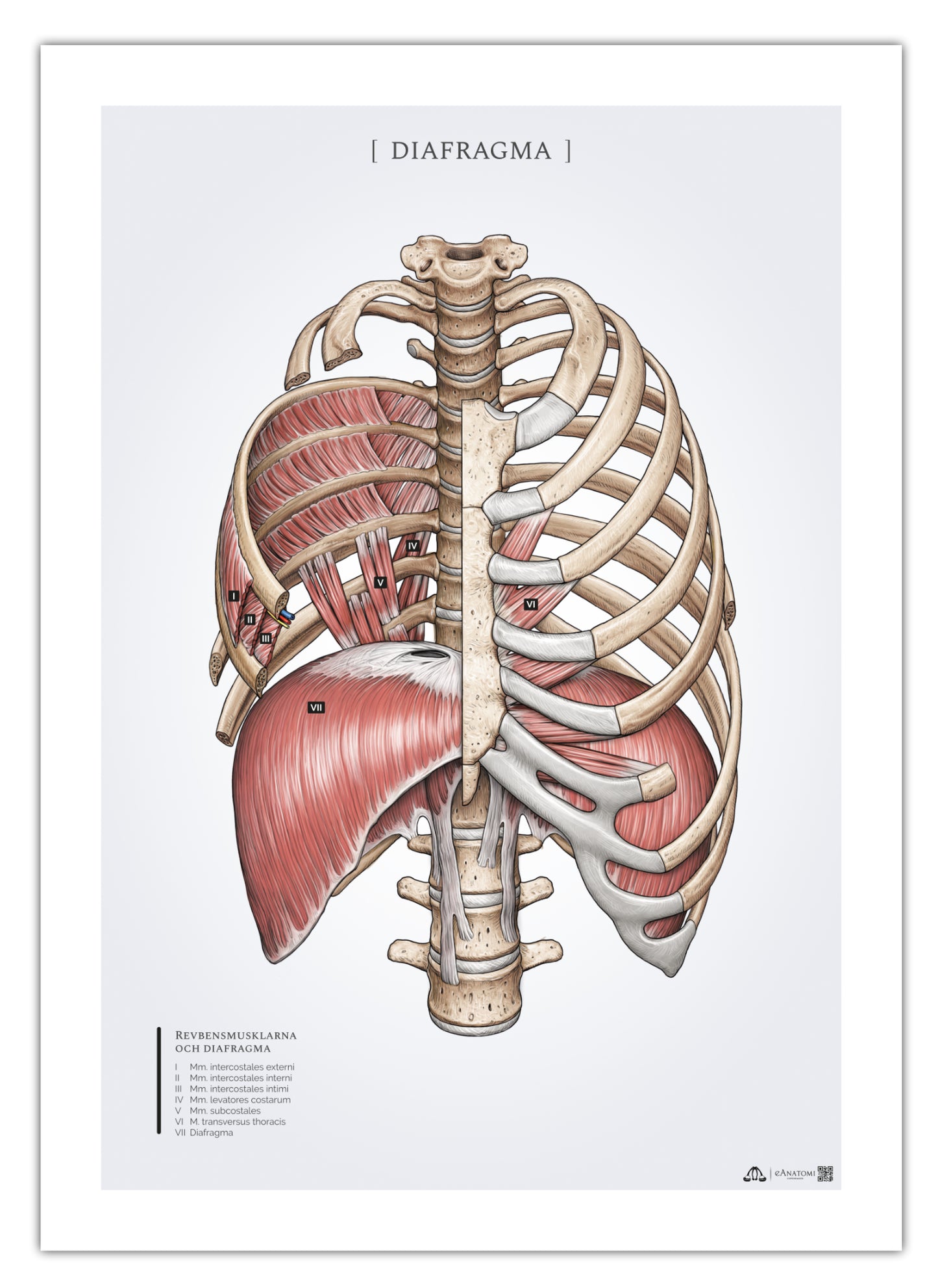 Anatomi plakat - åndedrætsmusklen diaphragma og ribbensmusklerne