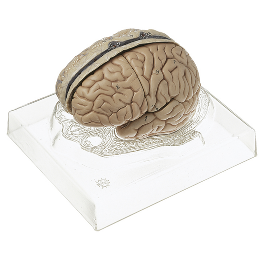 Hjernemodel fra SOMSO Modelle som kan adskilles i 6 dele