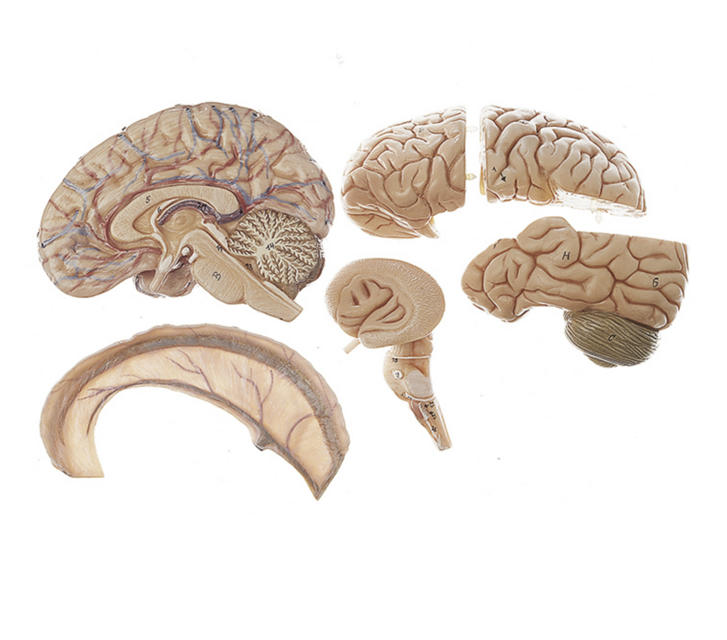 Hjernemodel fra SOMSO Modelle som kan adskilles i 6 dele
