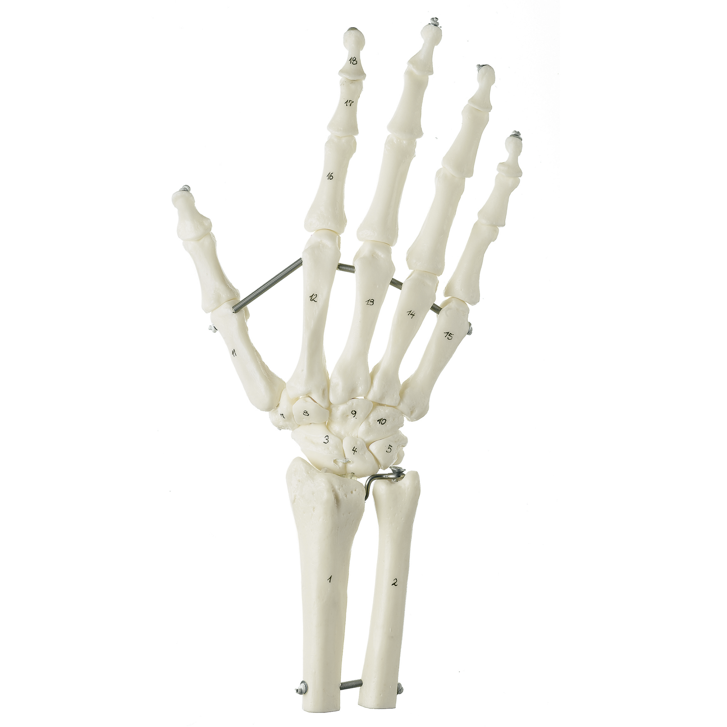 SOMSO skeletmodel af hånd med del af underarmsknoglerne monteret på elastikker