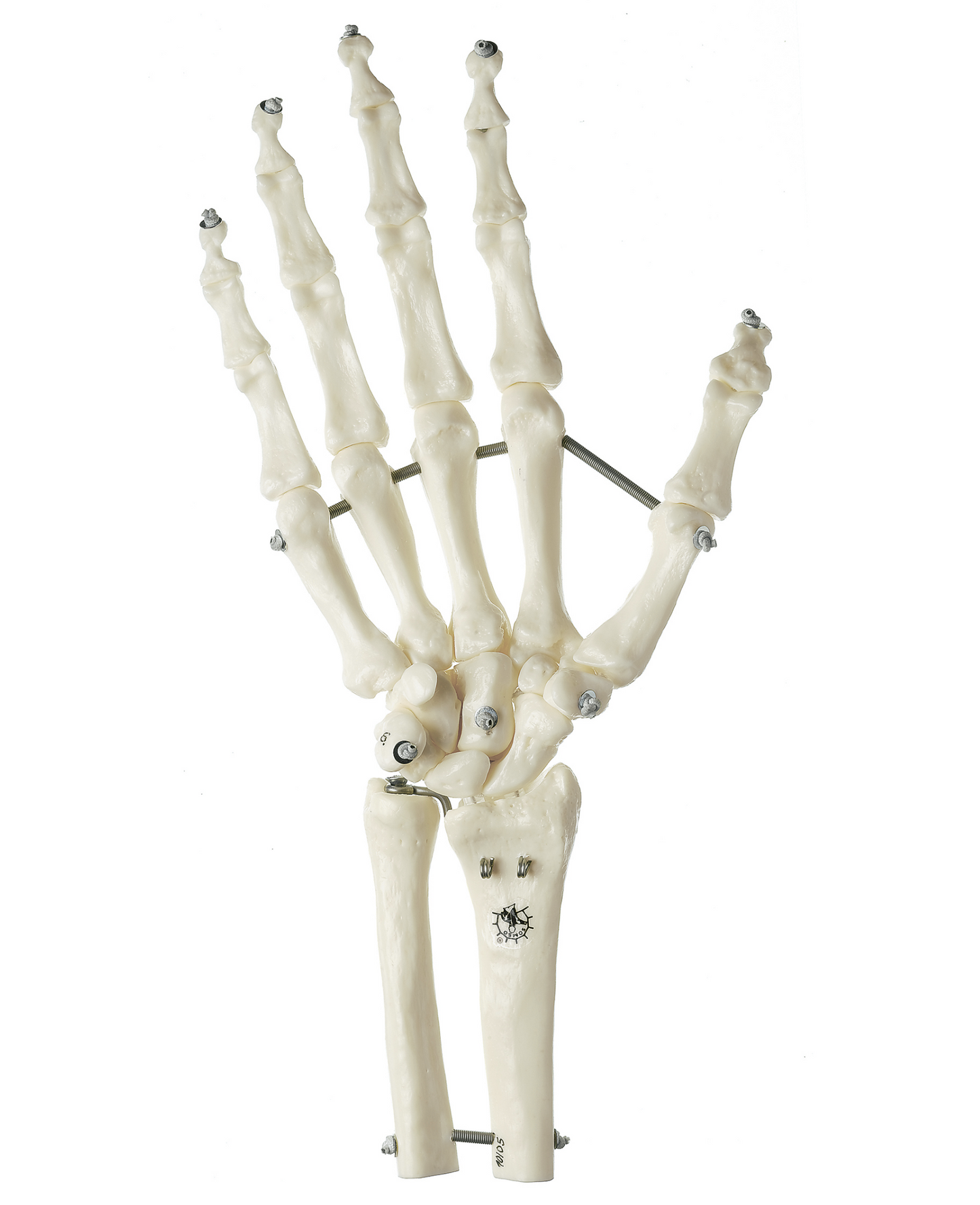 SOMSO skelettmodell av hand med en del av underarmsbenen monterade på resår