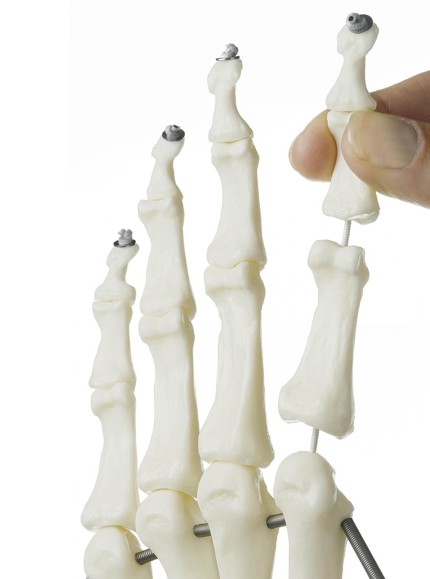 SOMSO skelettmodell av hand med en del av underarmsbenen monterade på resår