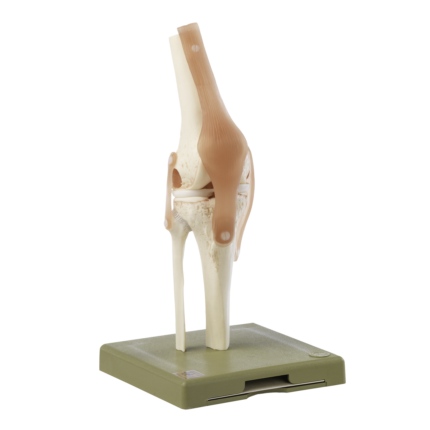 Særlig fleksibel knæmodel med ledbånd samt yderst realistiske menisker og knoglevæv