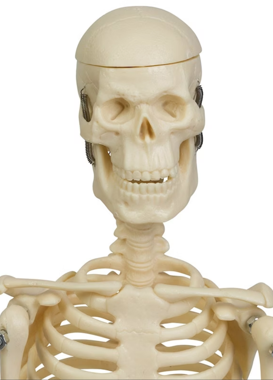 Formindsket og forsimplet skeletmodel på 44 cm