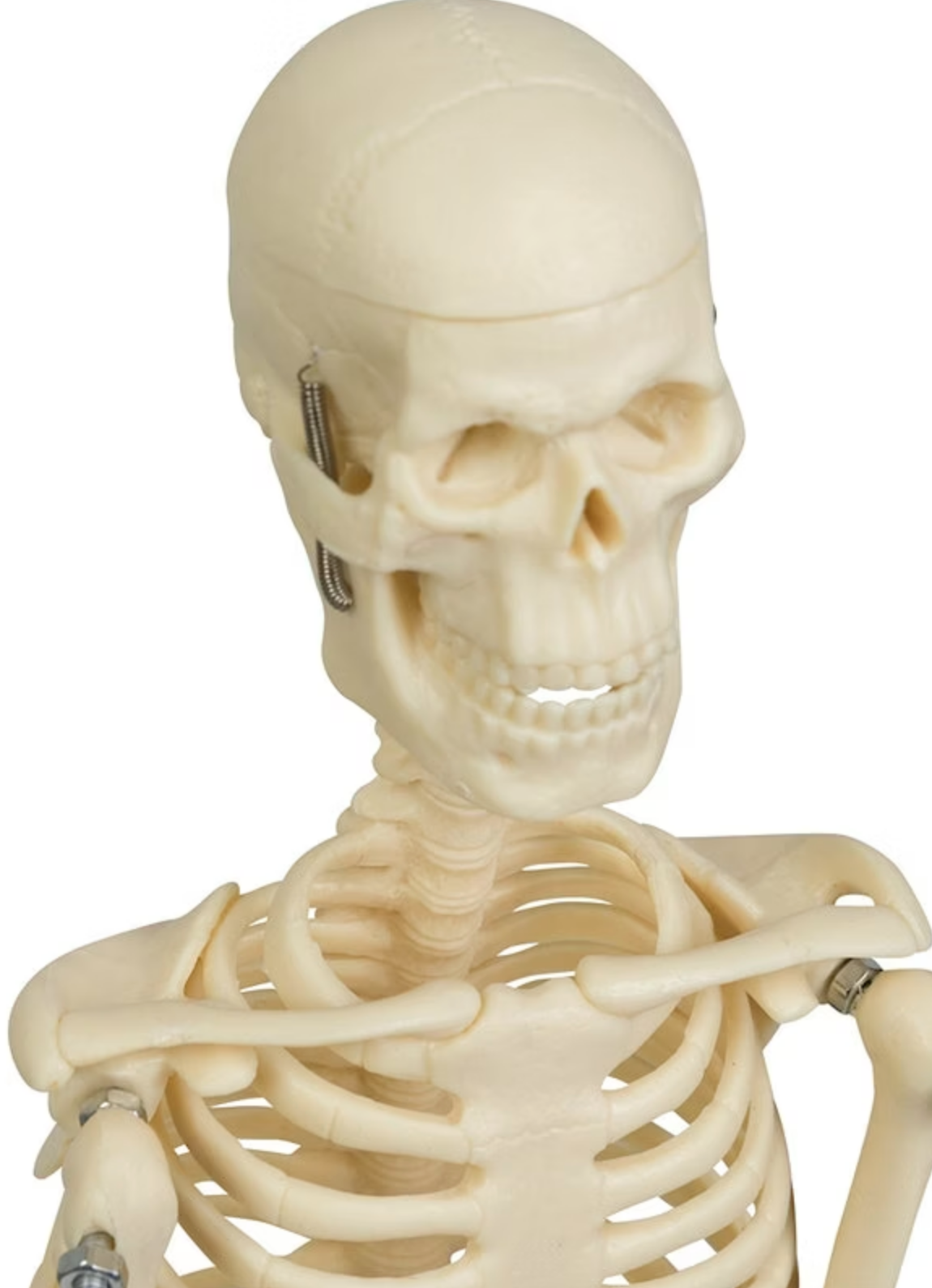 Formindsket og forsimplet skeletmodel på 44 cm