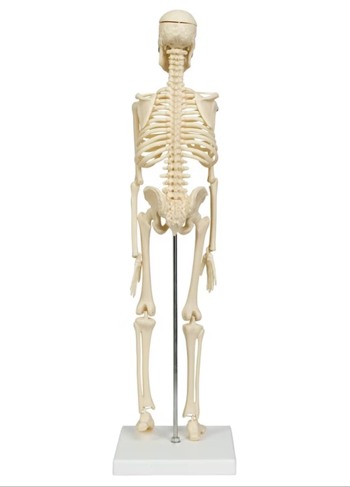 Förminskad och förenklad skelettmodell på 44 cm