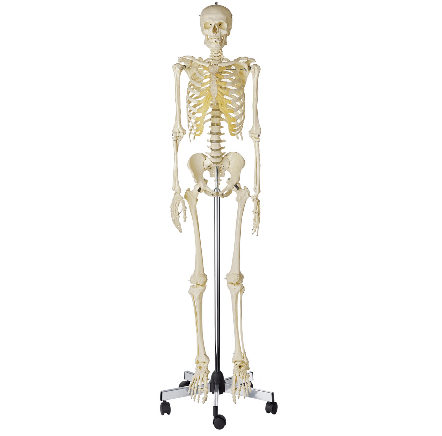 Skeletmodellen med mest naturtro knogler og højeste materialekvalitet