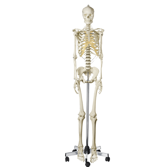 Skeleton model of a woman