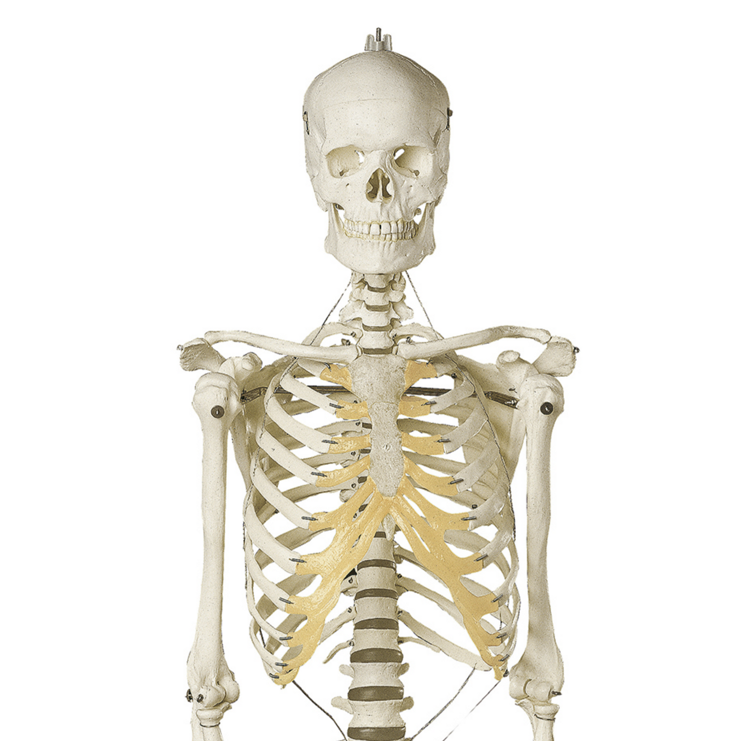 Skelettmodell av en kvinna