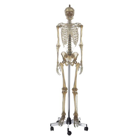 Skeleton model in transparent plastic