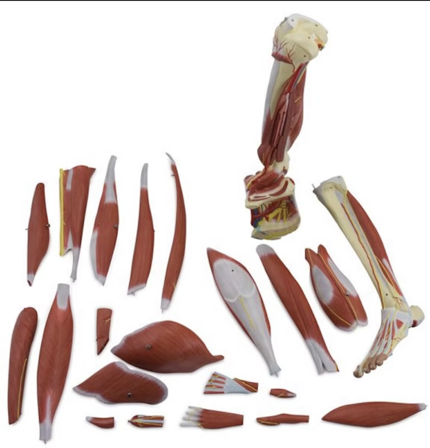 Anatomisk modell av benets muskulatur, kärl och nerver i 23 delar