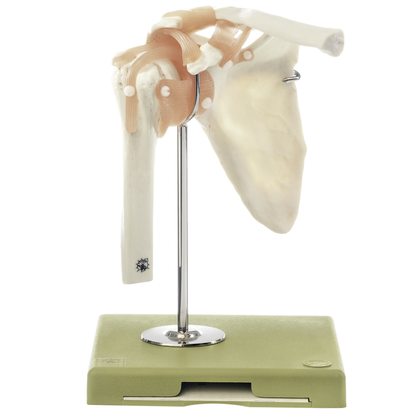 Flexible shoulder model with ligaments and highly realistic bones