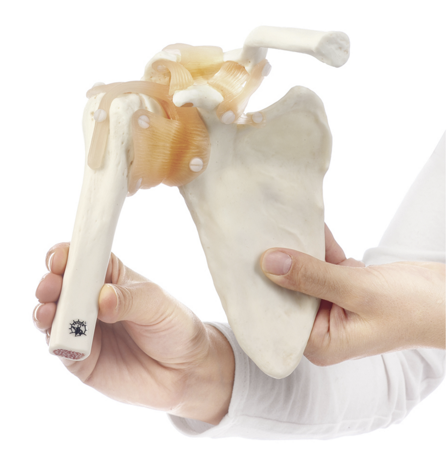 Flexible shoulder model with ligaments and highly realistic bones