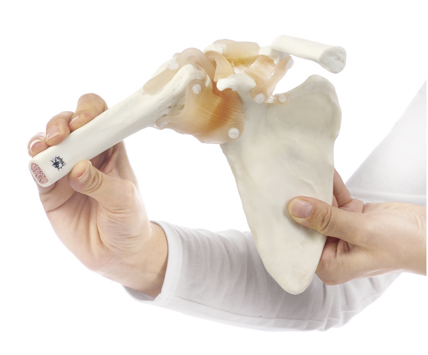 Fleksibel skuldermodel med ledbånd og yderst realistiske knogler