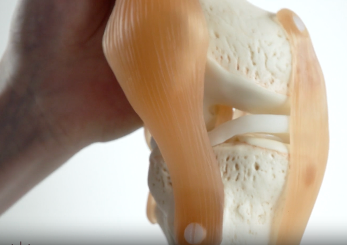 Particularly flexible knee model with ligaments and extremely realistic menisci and bone tissue