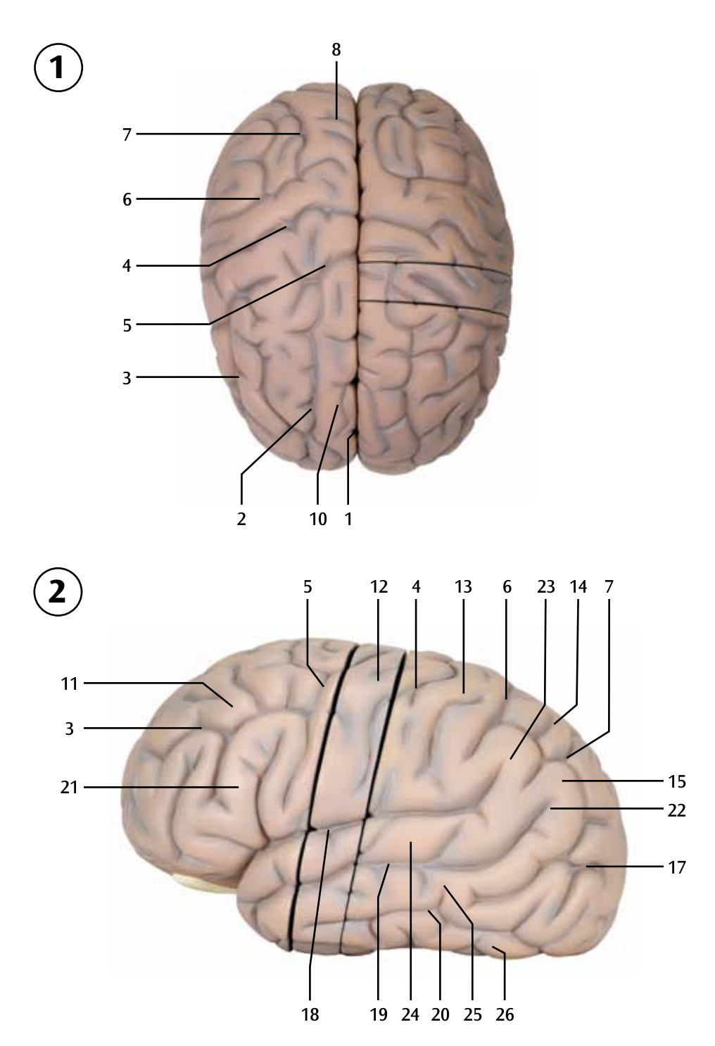 Jätte hjärnmodell i 14 delar