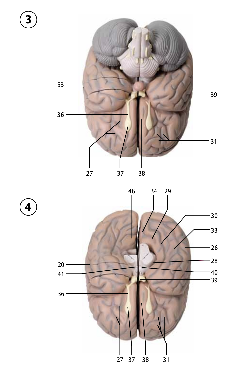 Gigantisk hjernemodel i 14 dele