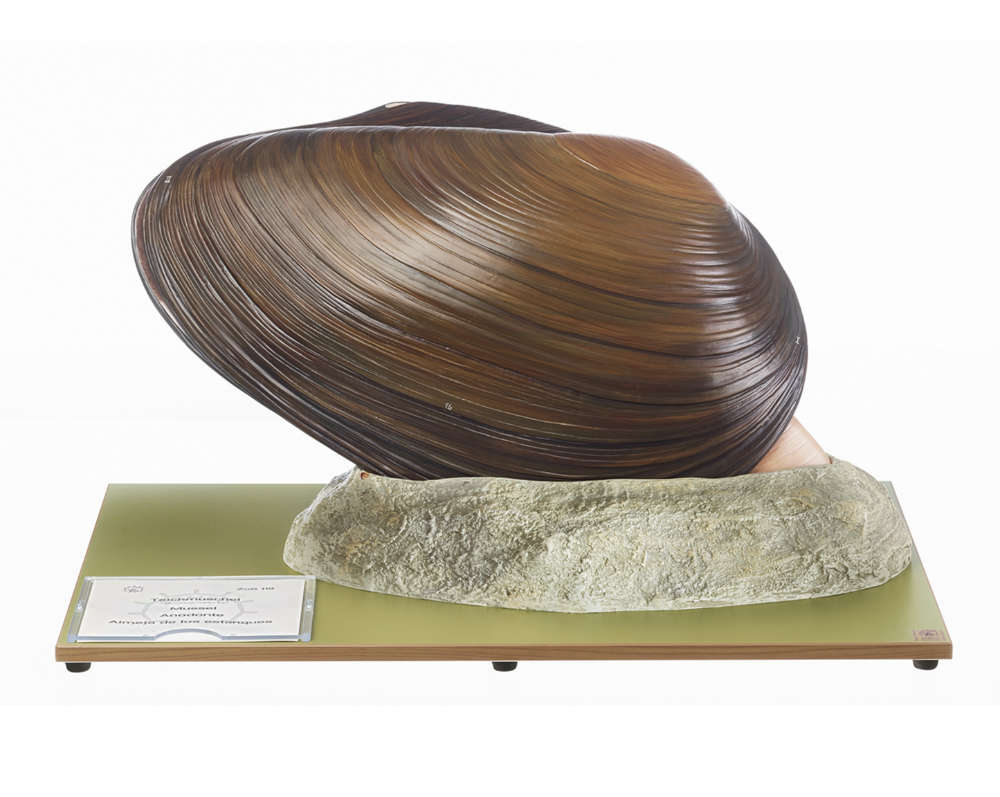Modell av en mussla (Anodonta cygnea) i högsta kvalitet och förstorad. Kan delas upp i 5 delar