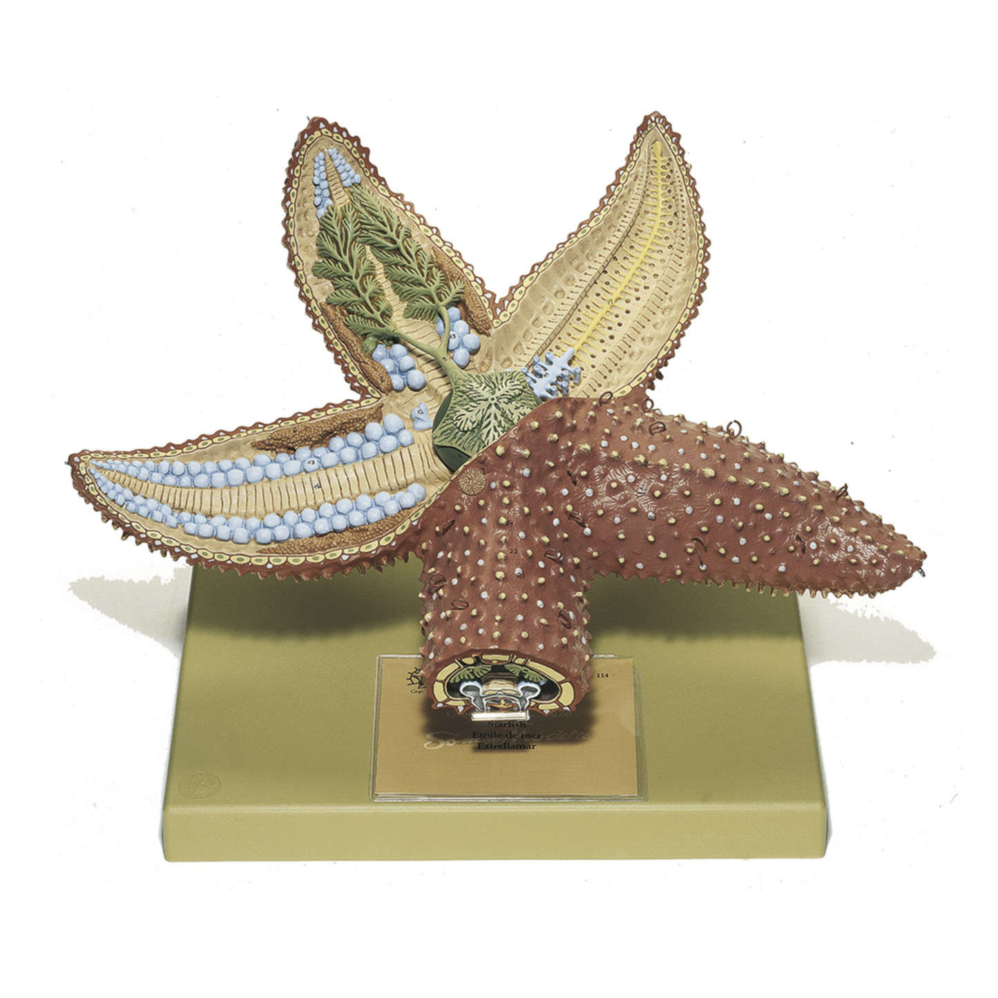 Model of a starfish (Asterias) in the highest quality and enlarged