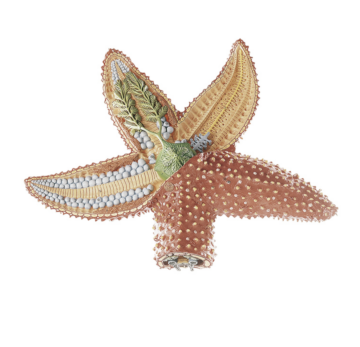 Model of a starfish (Asterias) in the highest quality and enlarged