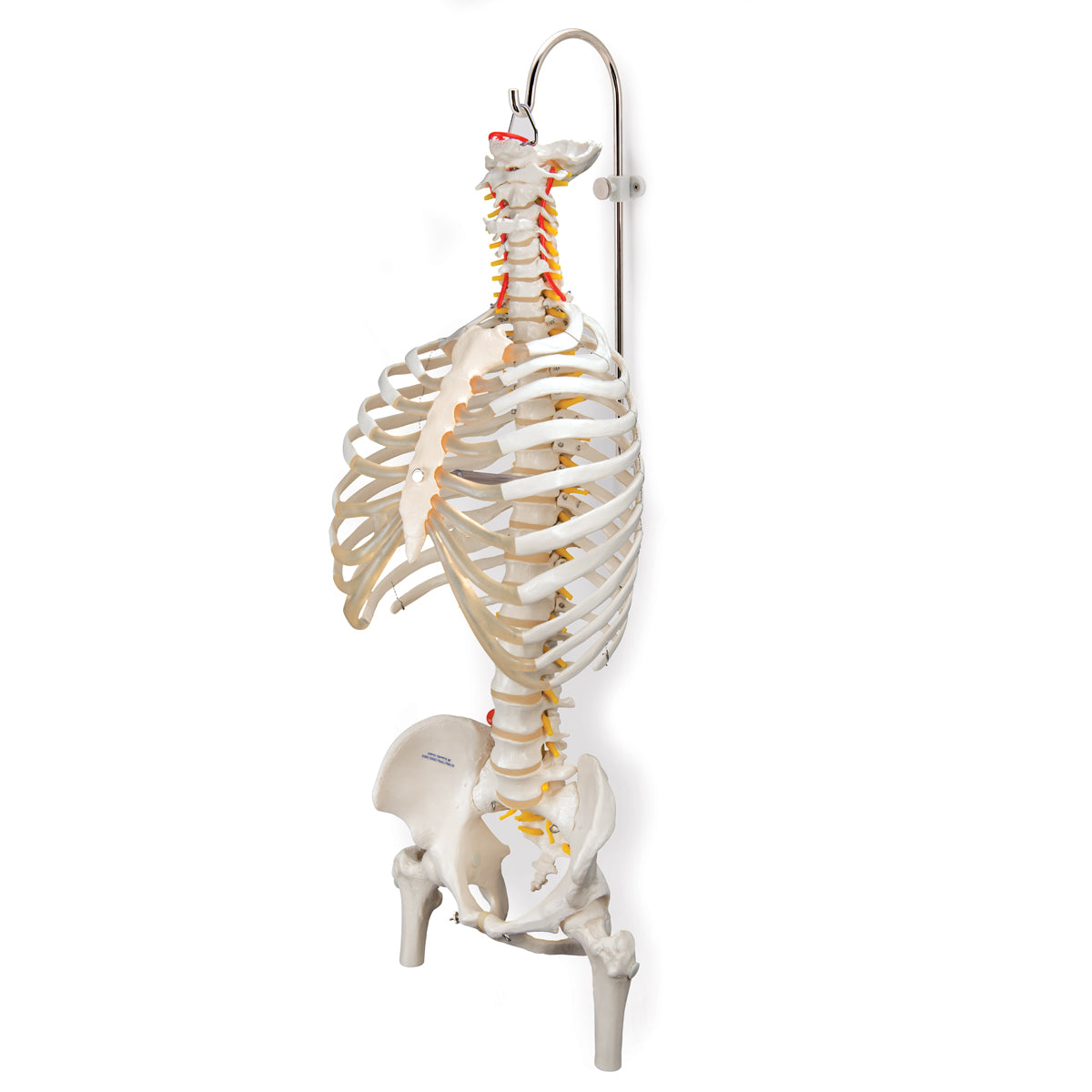 Stand for model of spine. Can be placed on both the floor and table or mounted on the wall