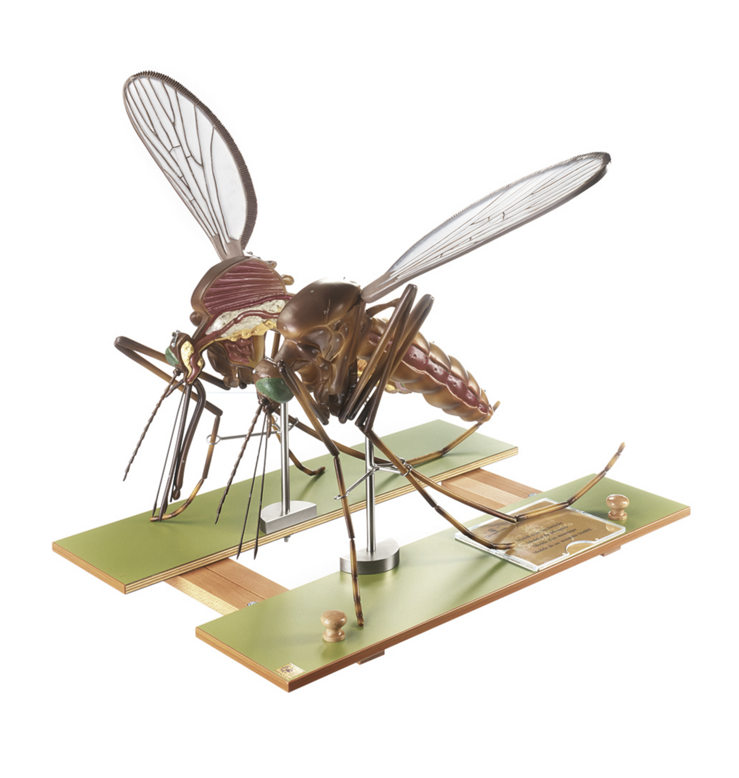 Modell av en mygga (Culex pipiens) i högsta kvalitet och kraftigt förstorad. Kan delas upp i 7 delar