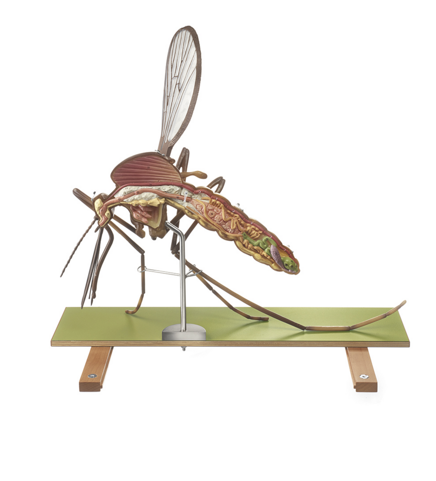 Modell av en mygga (Culex pipiens) i högsta kvalitet och kraftigt förstorad. Kan delas upp i 7 delar