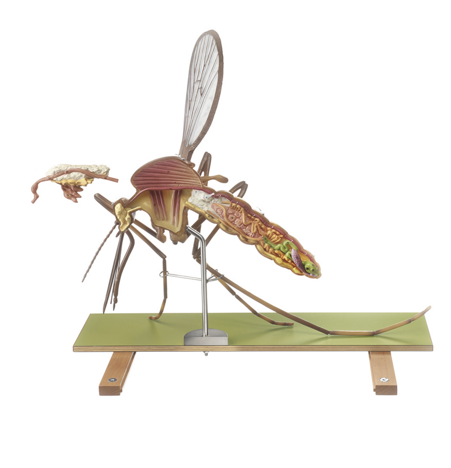 Model of a mosquito (Culex pipiens) in the highest quality and greatly enlarged. Can be separated into 7 parts