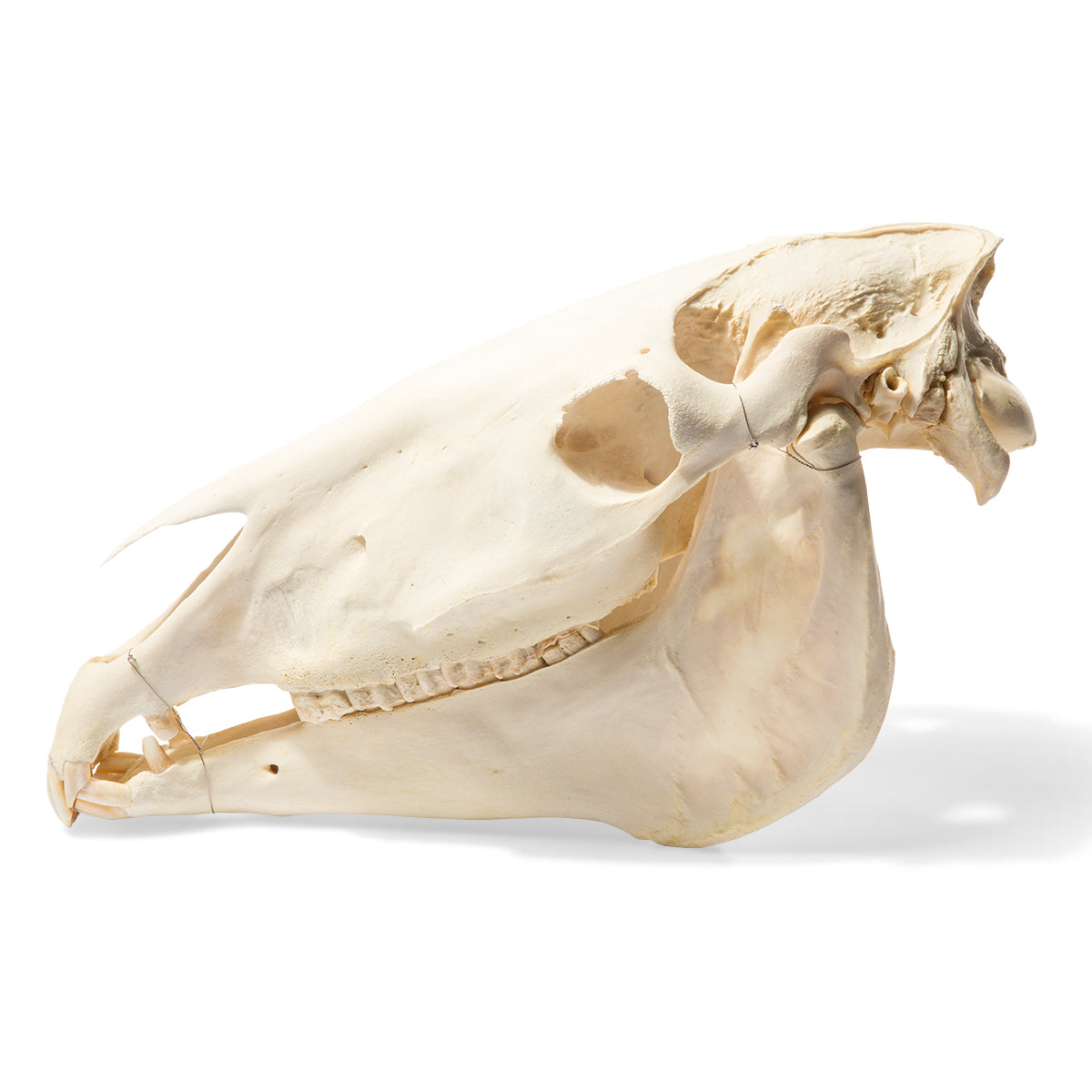 True horse skull (Equus ferus caballus)