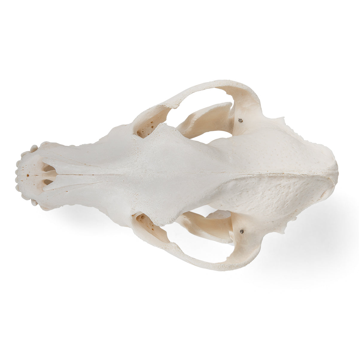 Real dog skull (Canis domesticus)
