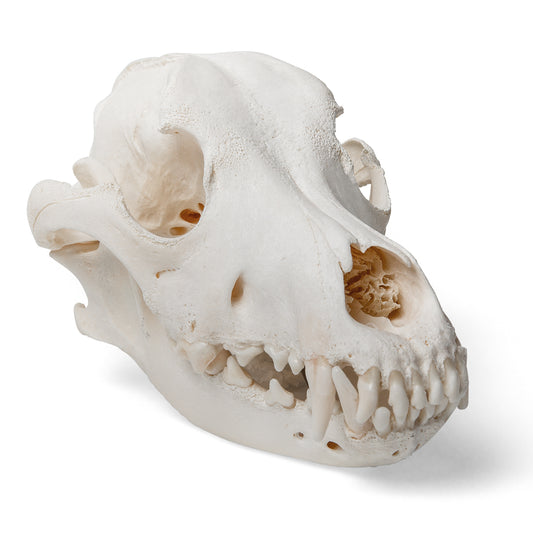 Real dog skull (Canis domesticus)