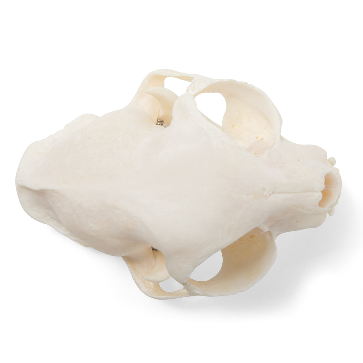 Real cat skull (Felis catus) with movable jaw