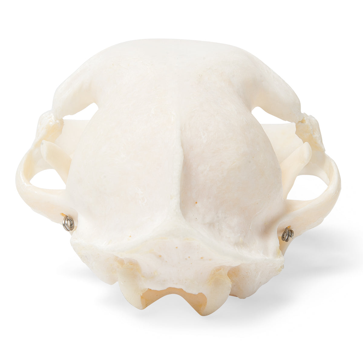 Real cat skull (Felis catus) with movable jaw