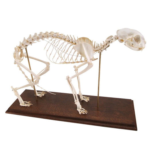 Real cat skeleton (Felis catus) presented on a stand