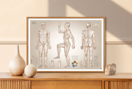 Acupuncture poster by Christian Slot study edition