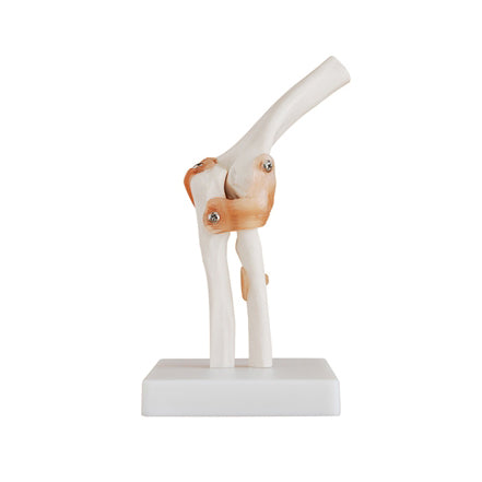 Flexible elbow model with ligaments
