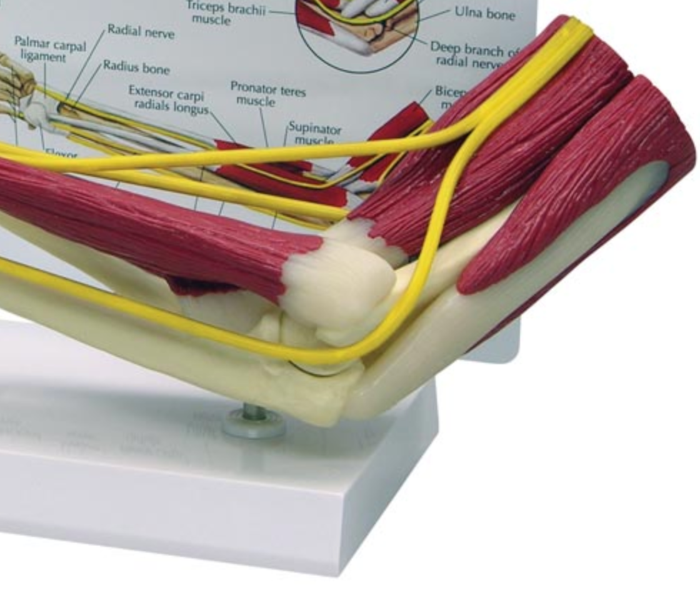 Elbow model with muscles and nerves as well as forearm and hand