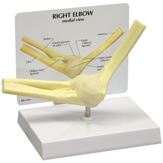 Elbow model in life size with visible joint capsule and ligament
