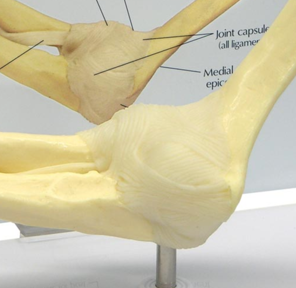 Armbågsmodell i naturlig storlek med synlig ledkapsel och ligament