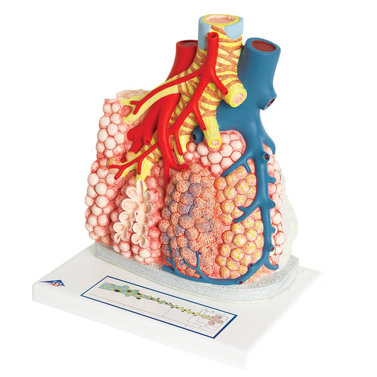 Model of alveoli with surrounding structures