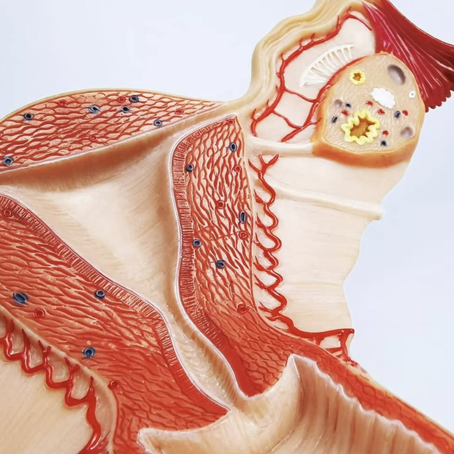Anatomisk model af kvindens indre kønsorganer