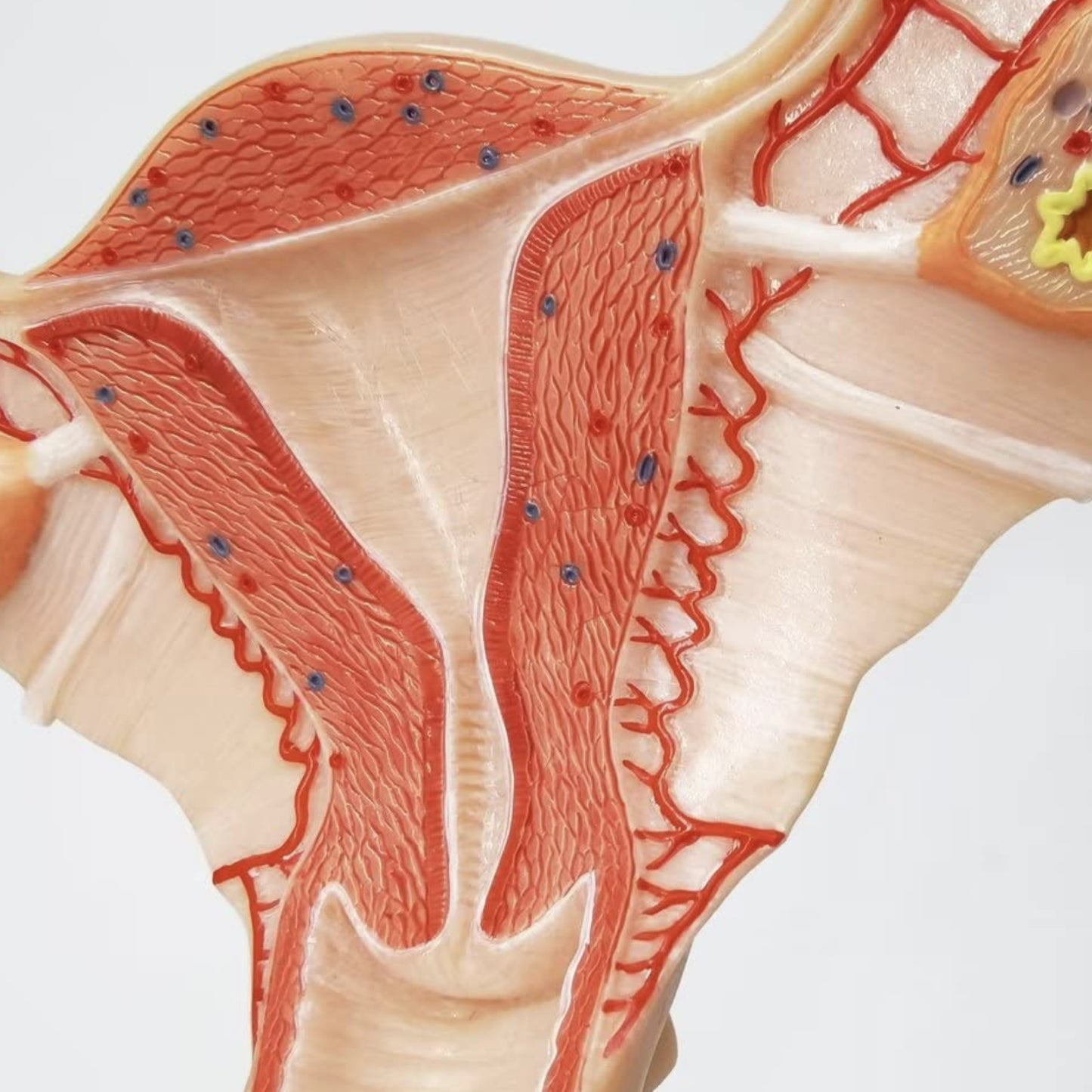Anatomisk model af kvindens indre kønsorganer