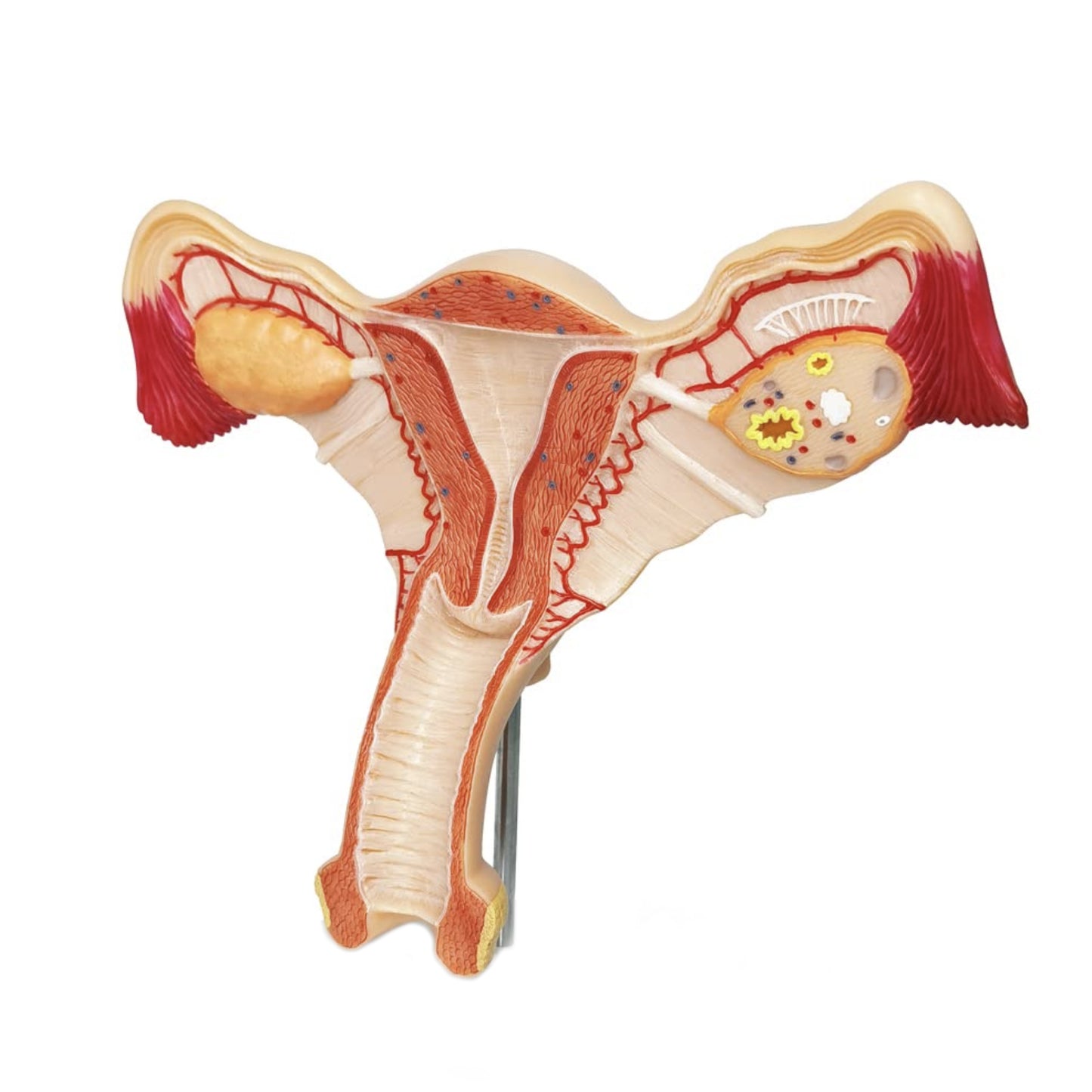 Anatomisk modell av de kvinnliga inre könsorganen