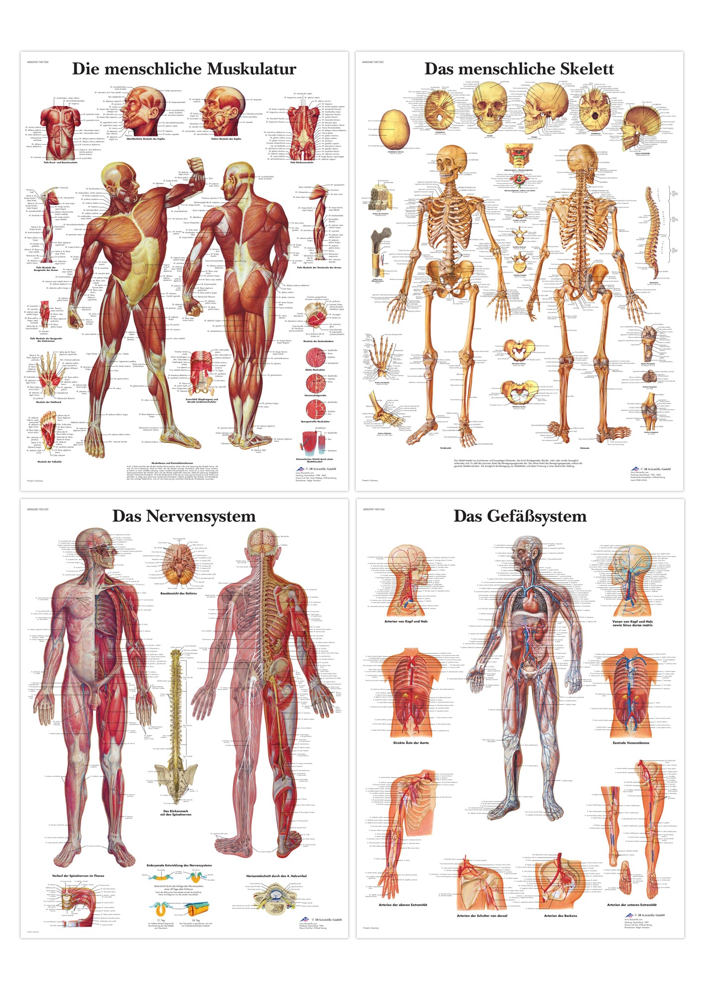 Complete poster set with the skeleton, muscles, vessels and nerves in Latin