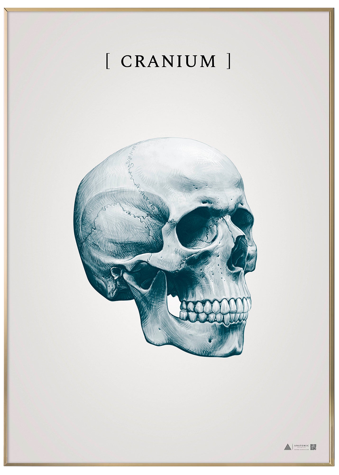 Burner skull blue - anatomisk kunstplakat