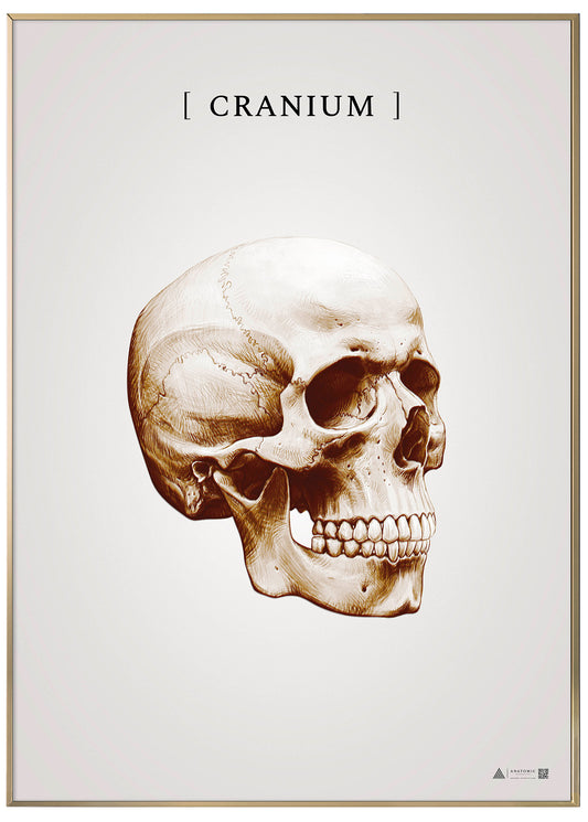 Burner skull copper - anatomisk kunstplakat