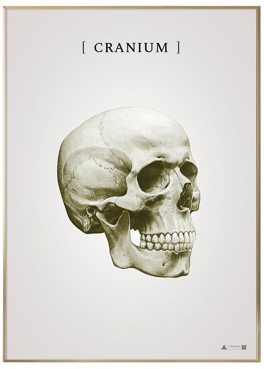 Burner skull gold - anatomical art poster